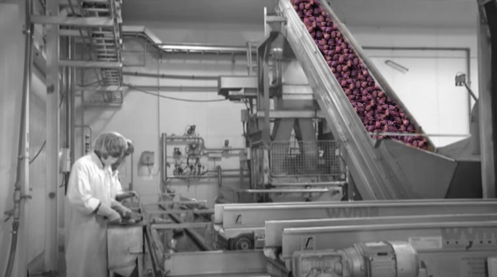 BEETROOT Factory - Juice Products New Zealand (JP-NZ)